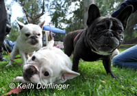 6-22-12 DOGSHOW10