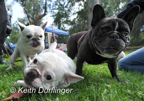 6-22-12 DOGSHOW10