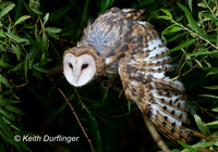 0915_NWS_WDN-L-OWLWILD