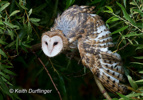 0915_NWS_WDN-L-OWLWILD