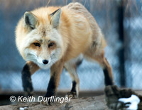 Nature/Wildlife